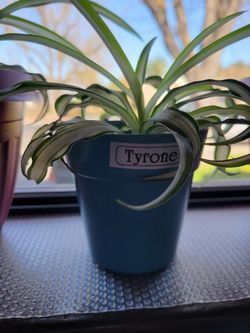Adopt A Spider Plant