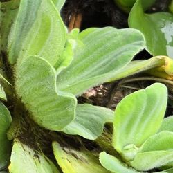 Water Lettuce