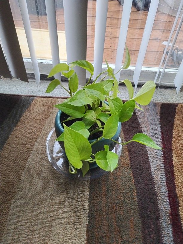Plant