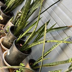 Plantas, bonitas de diferentes en Botes de un galón, ya enraizadas