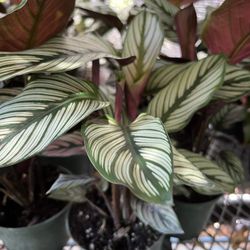 Calathea White Star In 6” Pot. SPECIAL PRICE 🤩