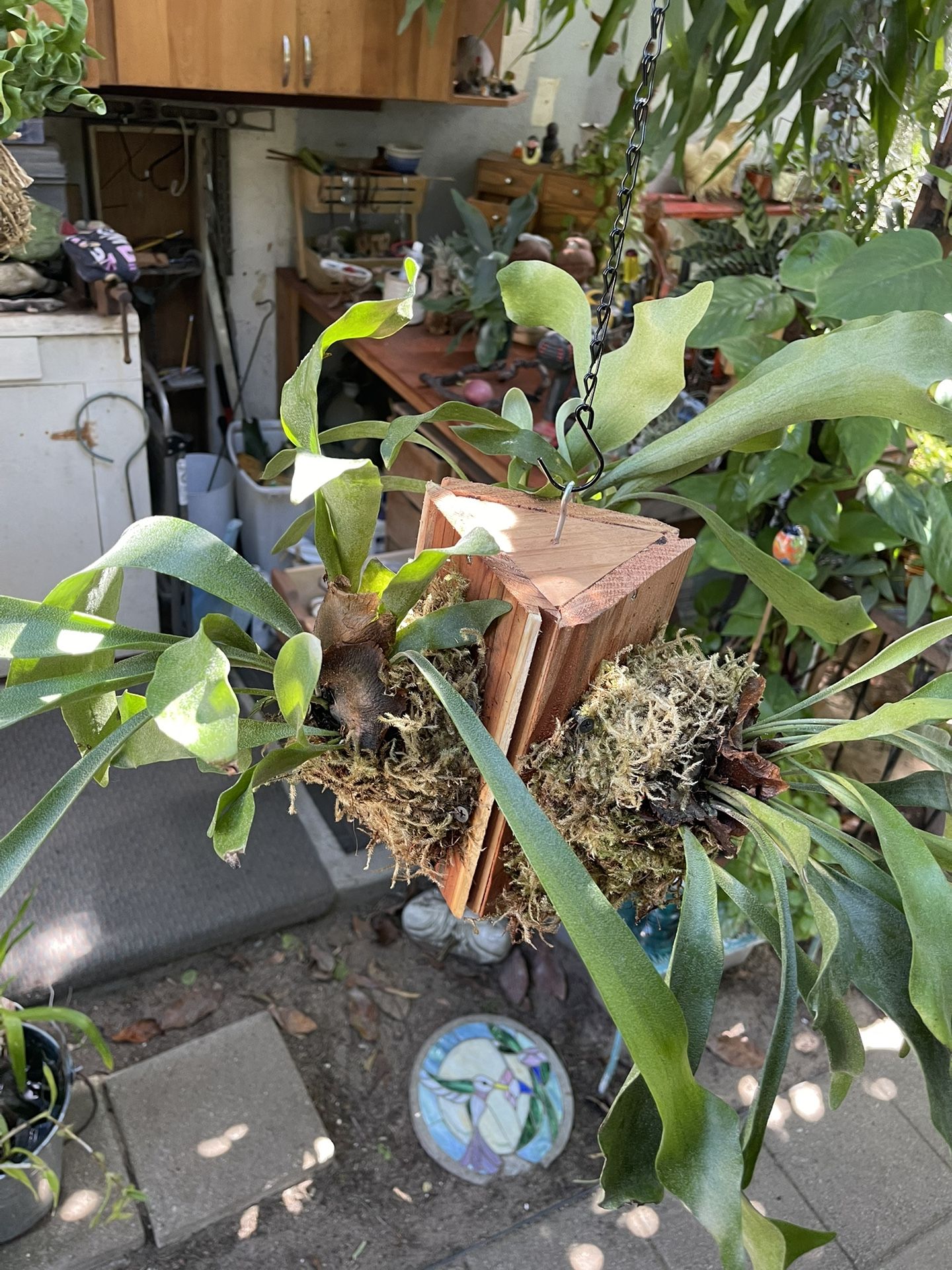 3D Triangle Of Staghorn Ferns