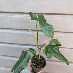 4” horse head philodendron