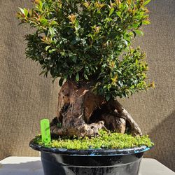 Old Australian Brush Cherry  Bonsai Tree  ( Eugenia myrtifolia Bonsai Tree  ) 