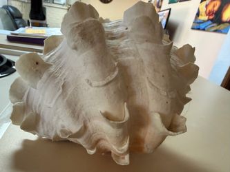 Collectible clam shell