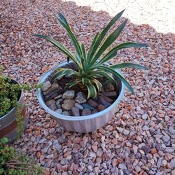 Succulents, Cacti, Garden Plants