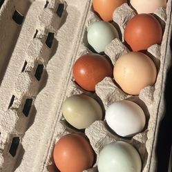 Organic Fresh Chicken Eggs 