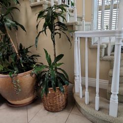  6 Ft Tall  "plant/ W10'/bamboo Pot