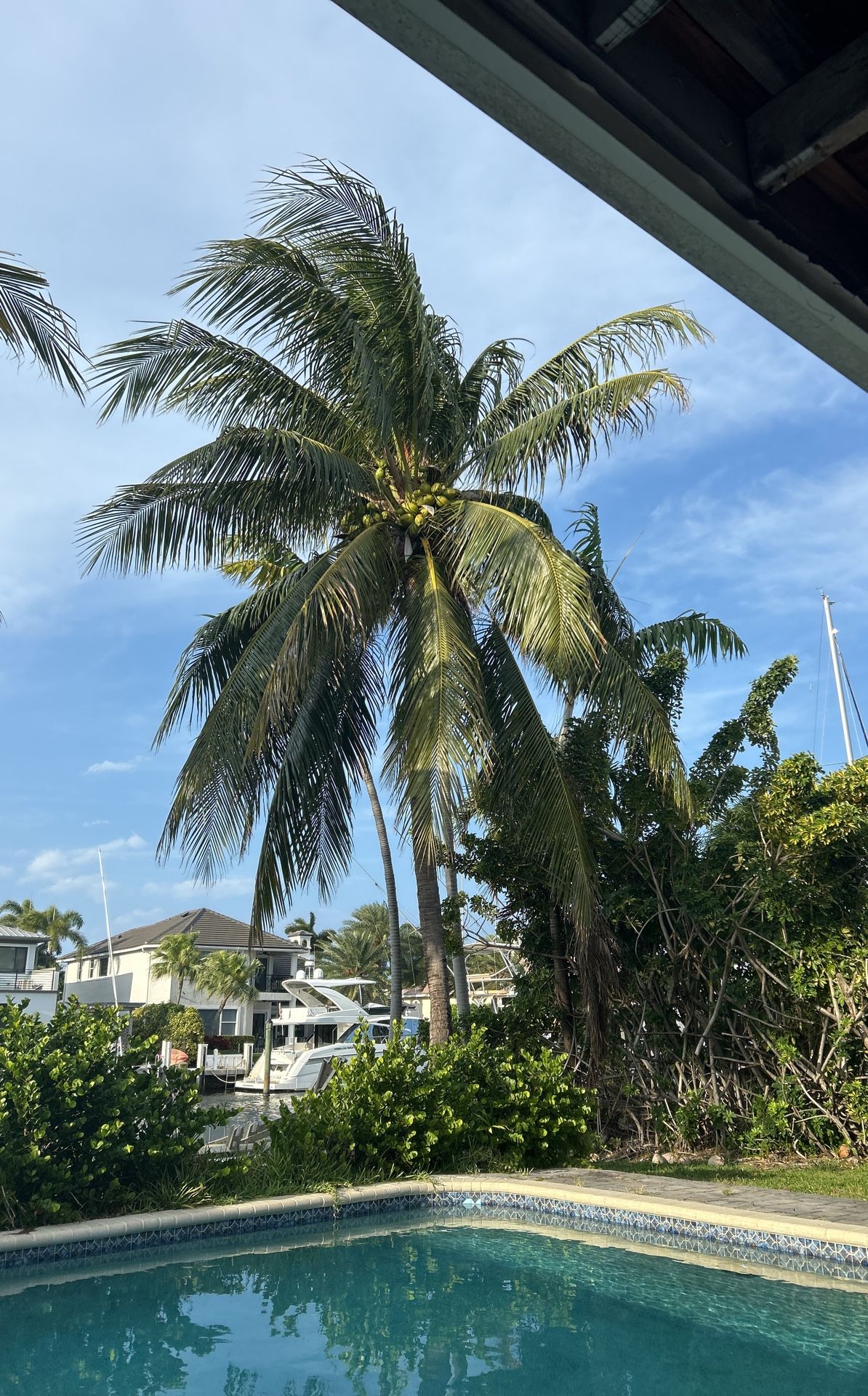 Free Coconuts If You Get Them