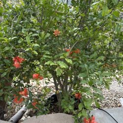 Pomegranate Tree