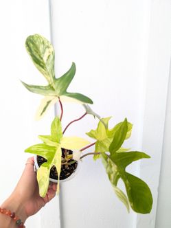 Philodendron Florida Beauty Variegated Plant 4" Pot - Indoor House Plants