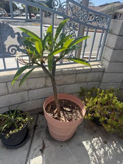 Plants