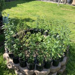 Pepper Plants/Matas De Chile