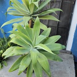 Plant Agave