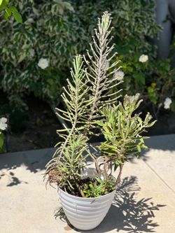 Mother of Thousands & Mother of Millions Combo Succulent Plant in a pot