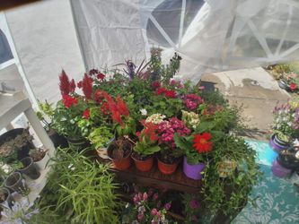 All plants $5 each