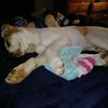 Sammie