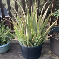 Established Aloe Vera