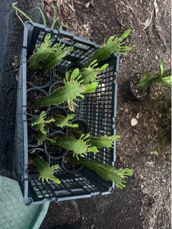 Euphorbia Trigona African Milk Tree
