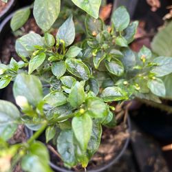 Chiles