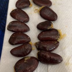 Paw Paw Fruit Seeds