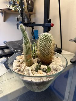 cacti/succulents