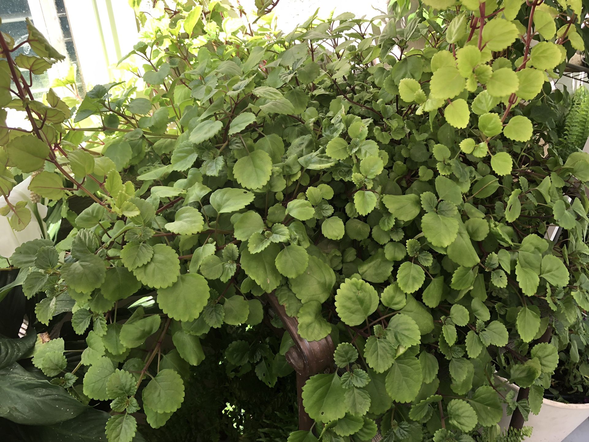 Plant Sale 20 Plus - Indoor & Outdoor- All Must Go!