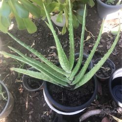 Aloe Vera Plants