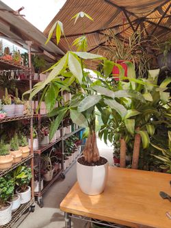 Money Tree