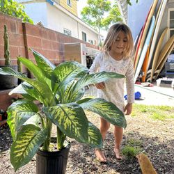Diffenbachia 10” Pot Indoor Shade Plant