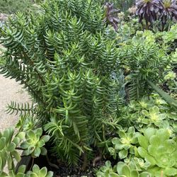 Large Succulent Pine Tree Plants Growing In Growing Beds