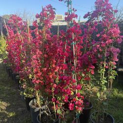 Bougainvillea 
