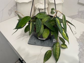 Hoya pot of gold