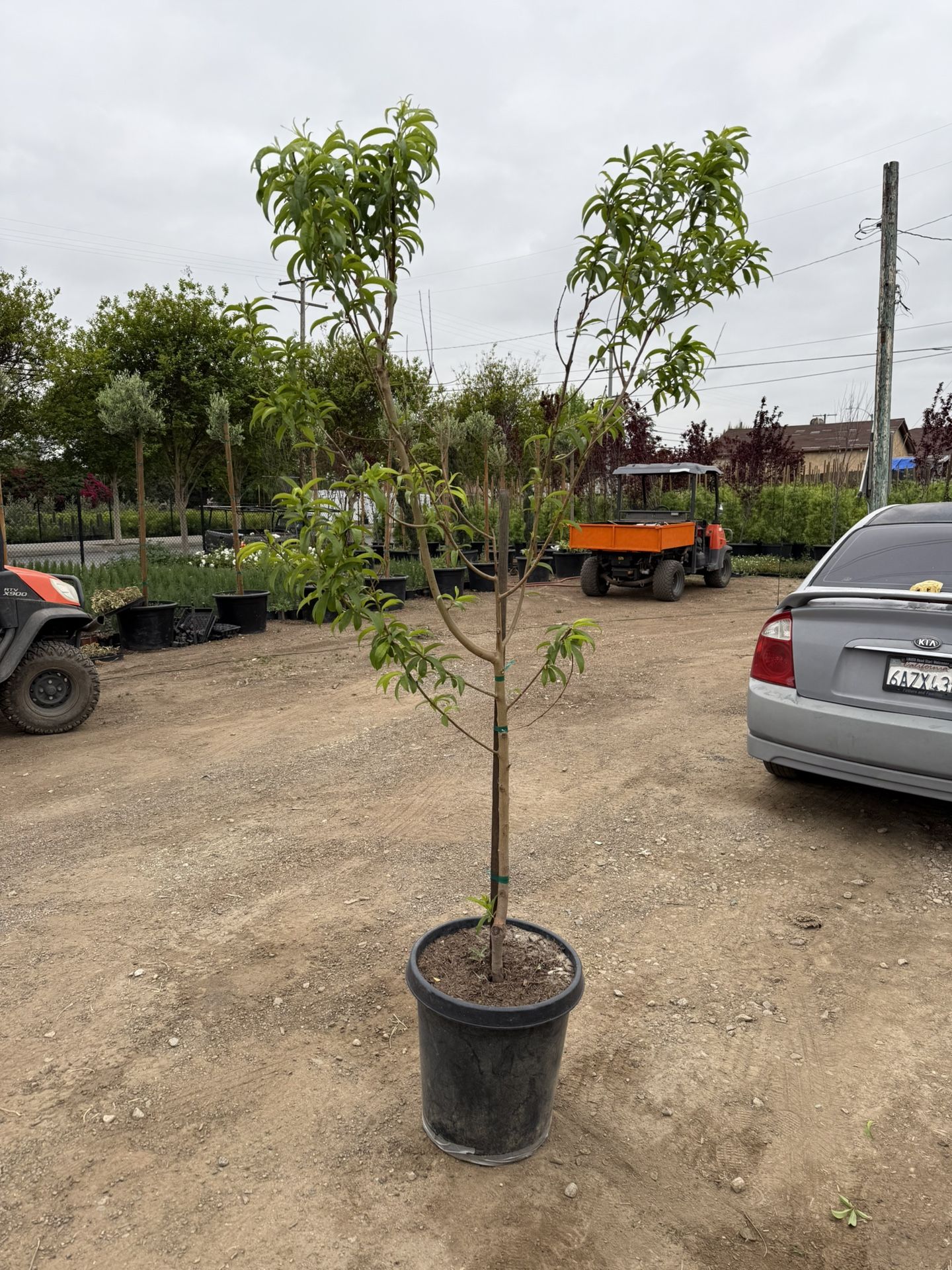 Elberta Peach Tree🍑 – 15 Gallon Pot