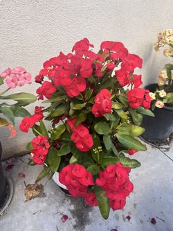 Corona de Cristo Roja