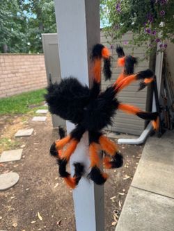 Hairy flexible spider