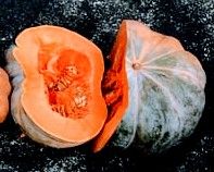 Organic Queensland Blue Winter Squash / Pumpkin Plants! 2026 SEASON RELEASE! Available Now!