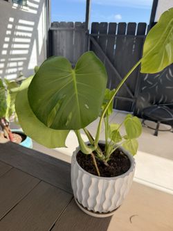 Monstera Deliciosa