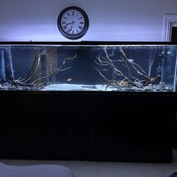 240 Gallon Fish tank
