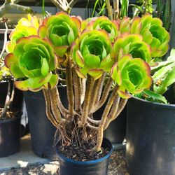 Aeonium Arboreum Bonsai Succulent 🪷