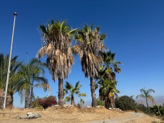 Mexican palm