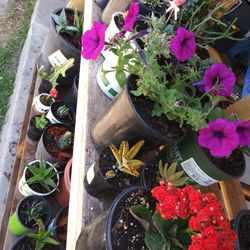 Plants For Sale. Succulents Cacti Roses various others. $2 and up.