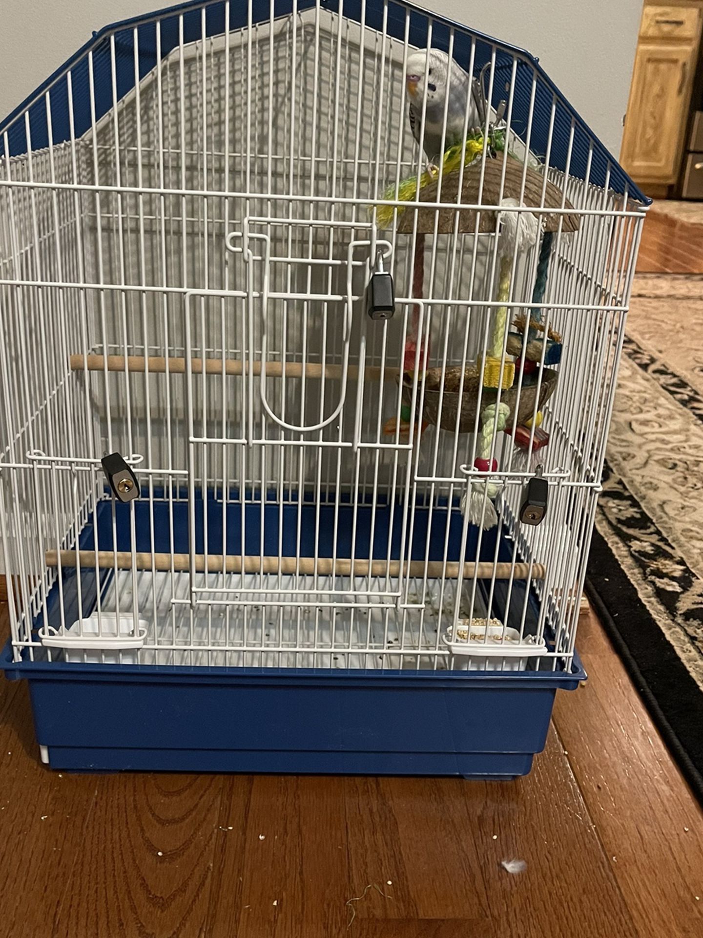 One bird what cage