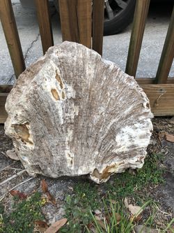 Big Fossilized Coral With Mineral Pockets 