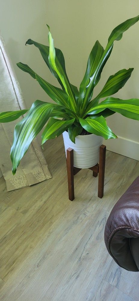 Live Indoor Plants