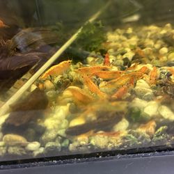 Orange Cherry Shrimp - Java Moss -  SÜSSWASSERTANG (plant) - snails - (planarian  worms)