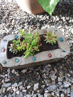 Succulents on concrete pots