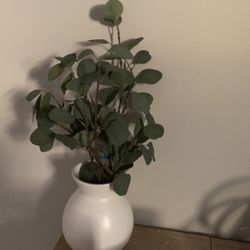 Eucalyptus