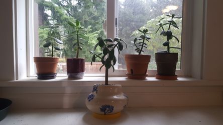 Jade plants in ceramic pots. $10-$15 each