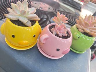 Cute Succulent Plant in Ceramic Animal Pot